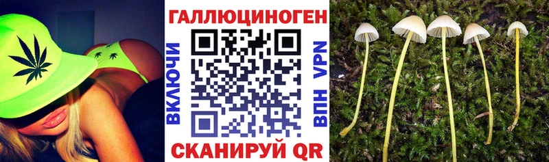 Псилоцибиновые грибы Psilocybe  Буйнакск 